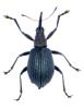 Eutrichapion vorax